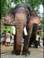 Deepthi Satheesh
