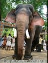Deepthi Satheesh