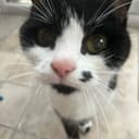 Alfie Snellin