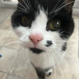 Alfie Snellin