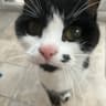 Alfie Snellin